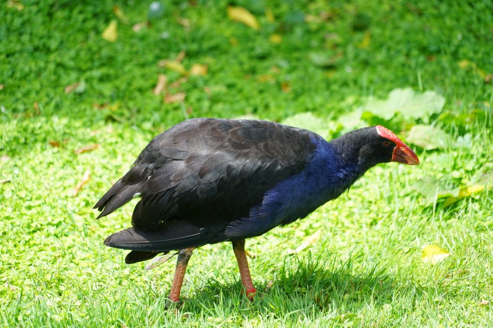 Ōtorohanga - Kawhia