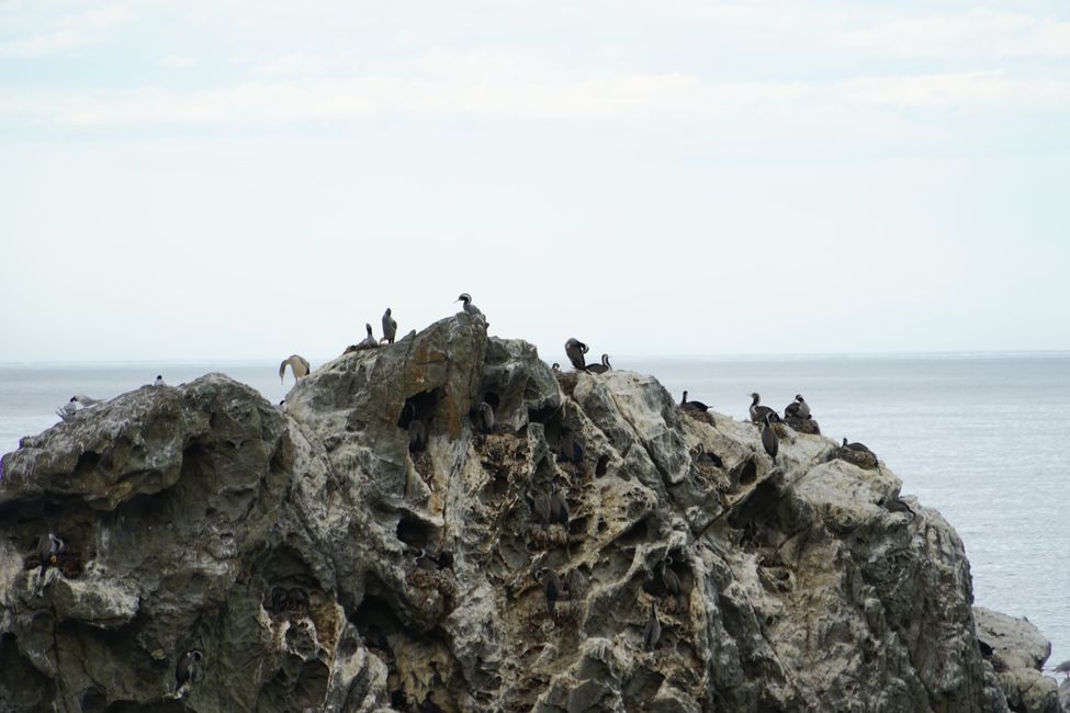 Christchurch - Ohau Point - Blenheim