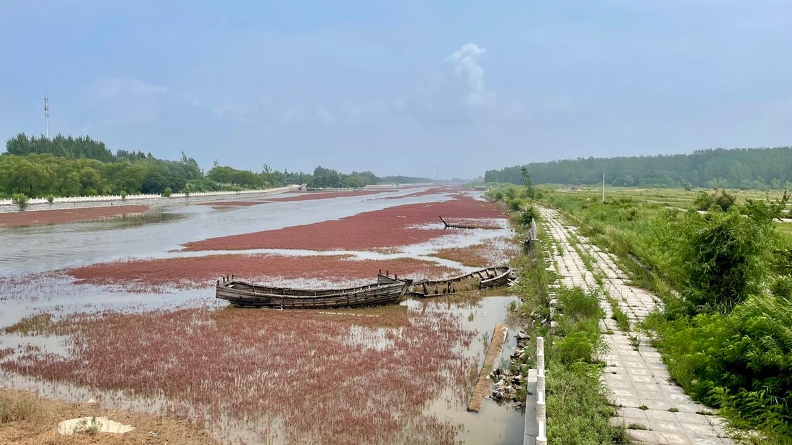 Red plants grow in the riverbed like a carpet