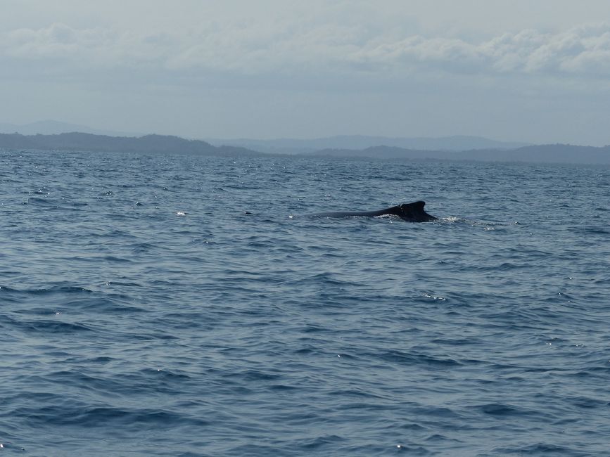 Brazil, Whale Watching