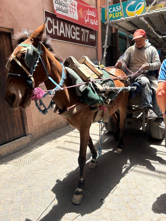 Marrakesch - nach Marokko wollte ich schon immer mal