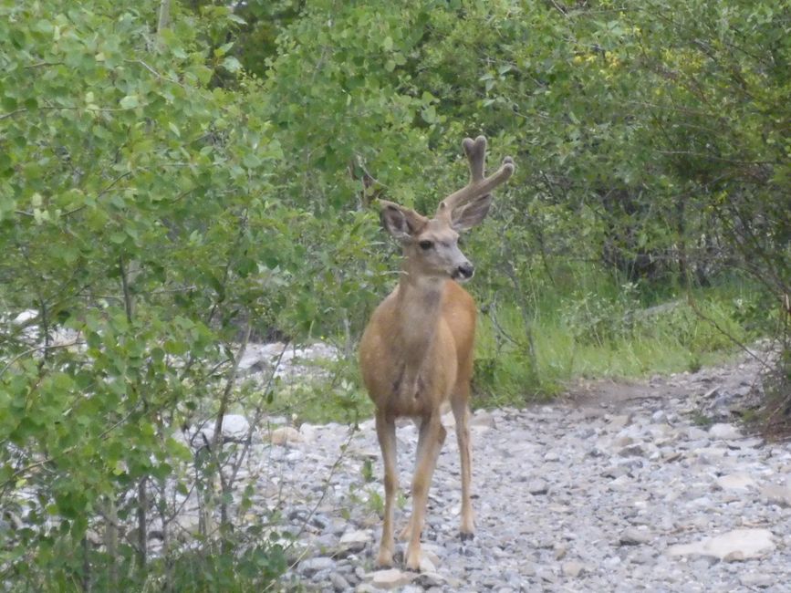 2025-06-30 Bow Parkway verso Banff