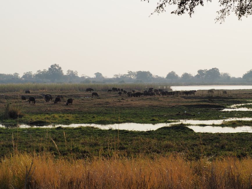 Safari pur-das Abenteuer beginnt