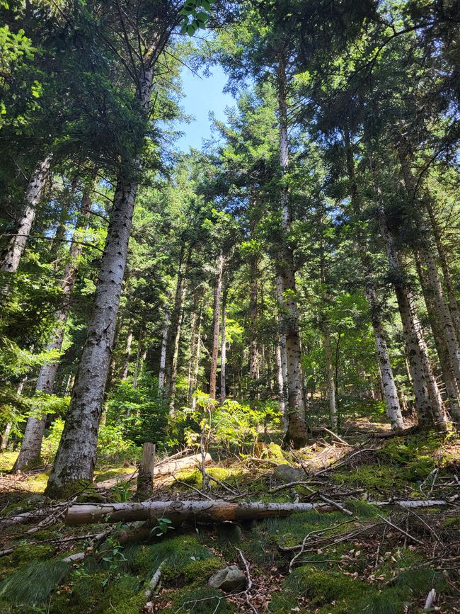 Wanderung um den Roche de Sanadoire