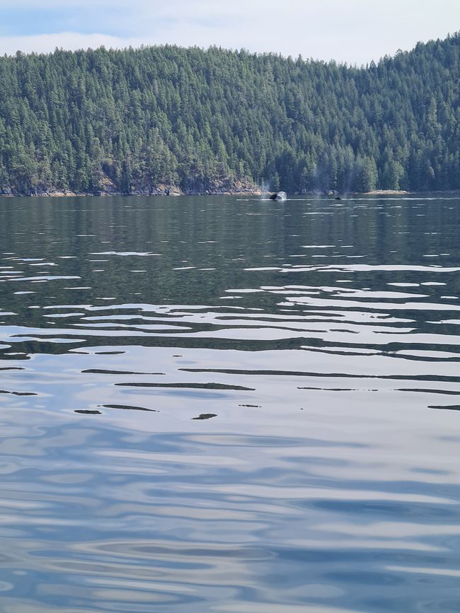 Humpback whale