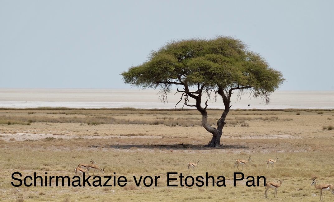 Etosha - wir sind da!