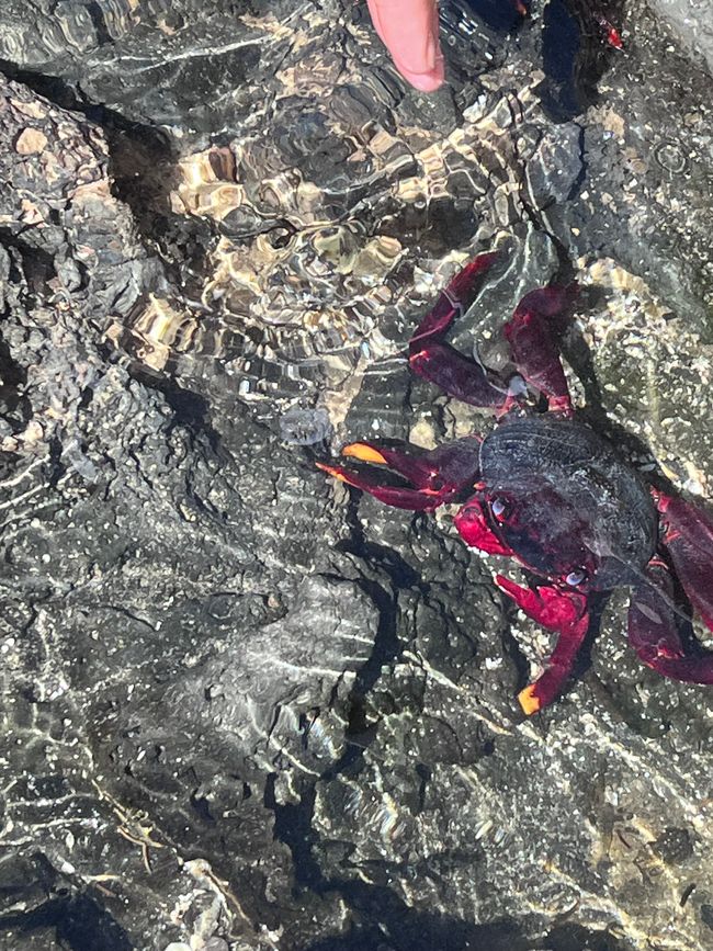 Extremely quick - the red rock crabs