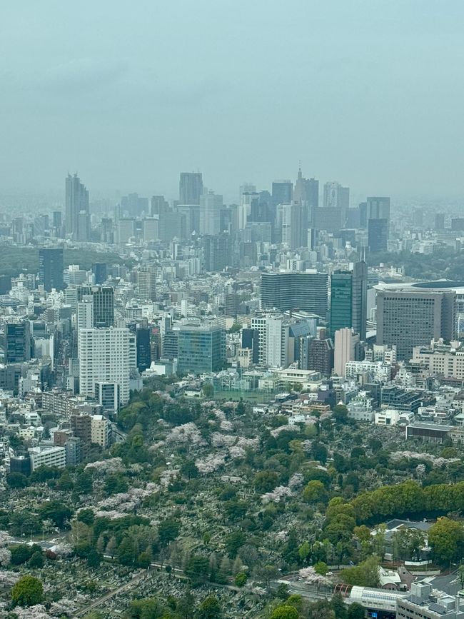 Parte 7
BENVENUTO IN GIAPPONE 🇯🇵
TOKYO