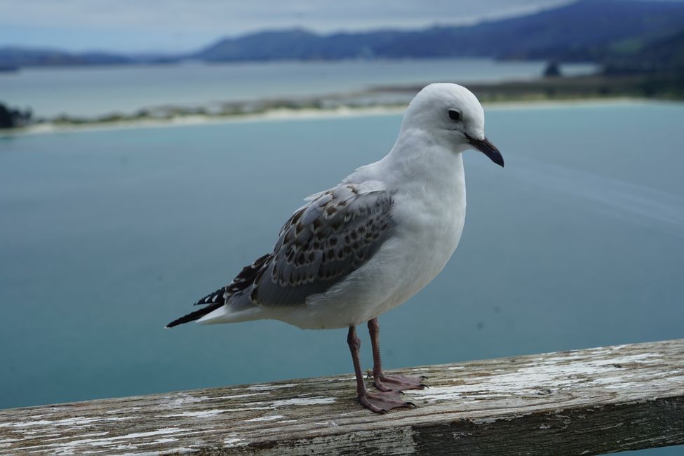 Timaru - Oamaru - Moeraki - Dunedin - Otago Peninsula - Oamaru