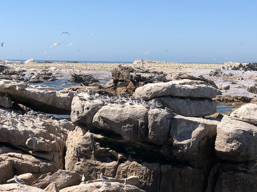 Bird Island - Möven