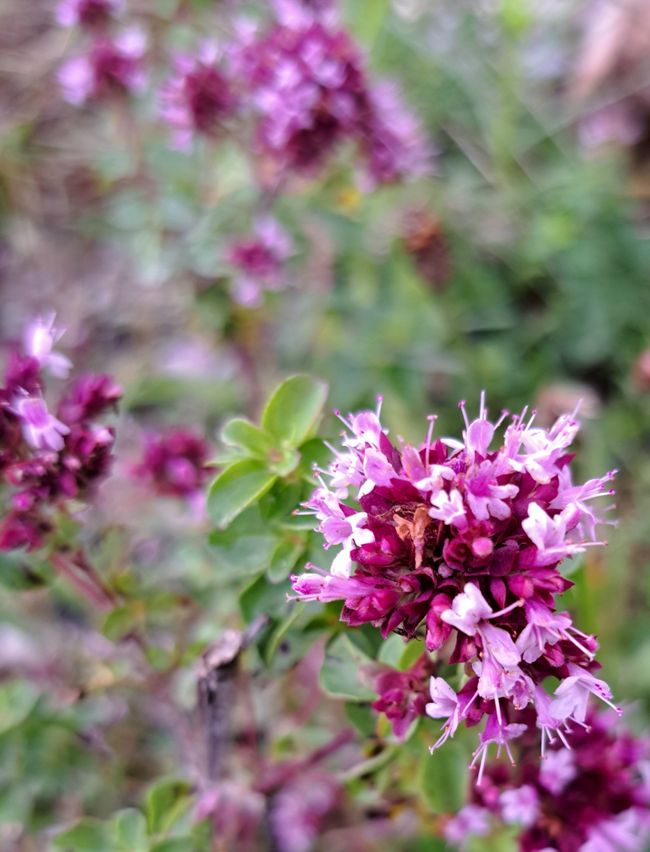 Wormwood blossom