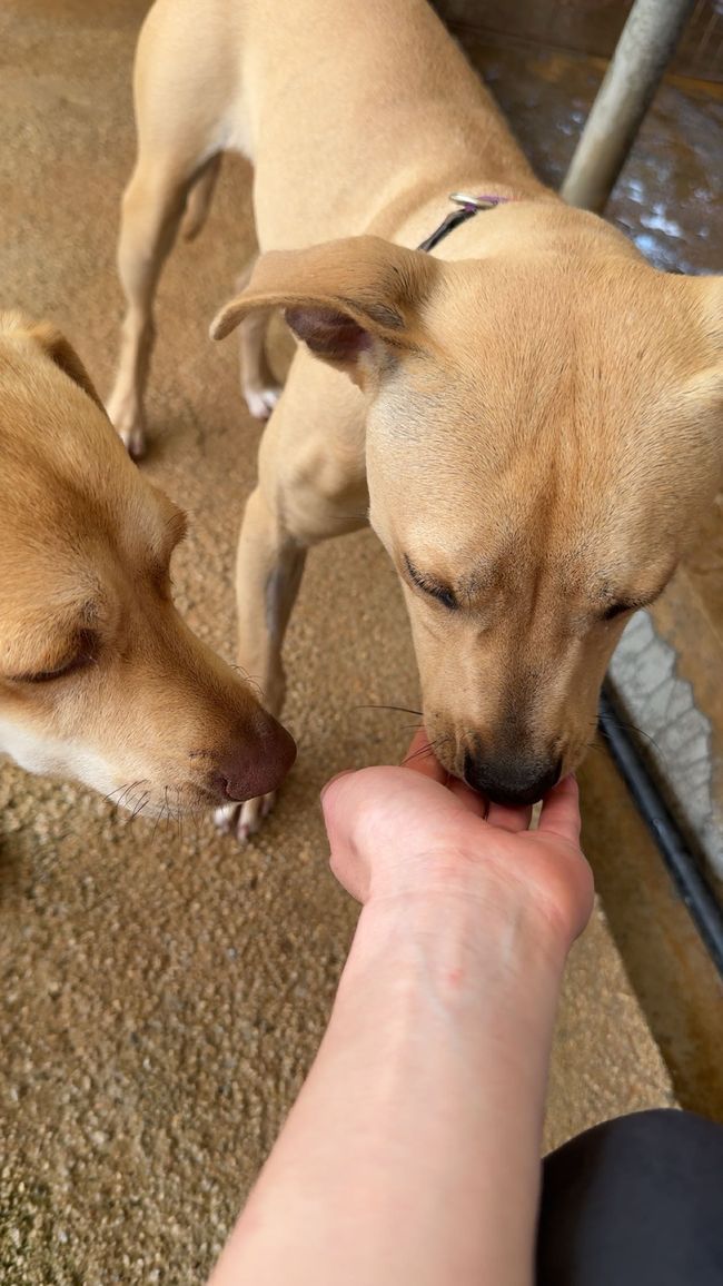 Bailey e Nairobi