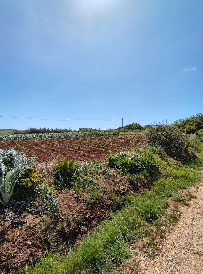 Sagres -> Vila do Bispo