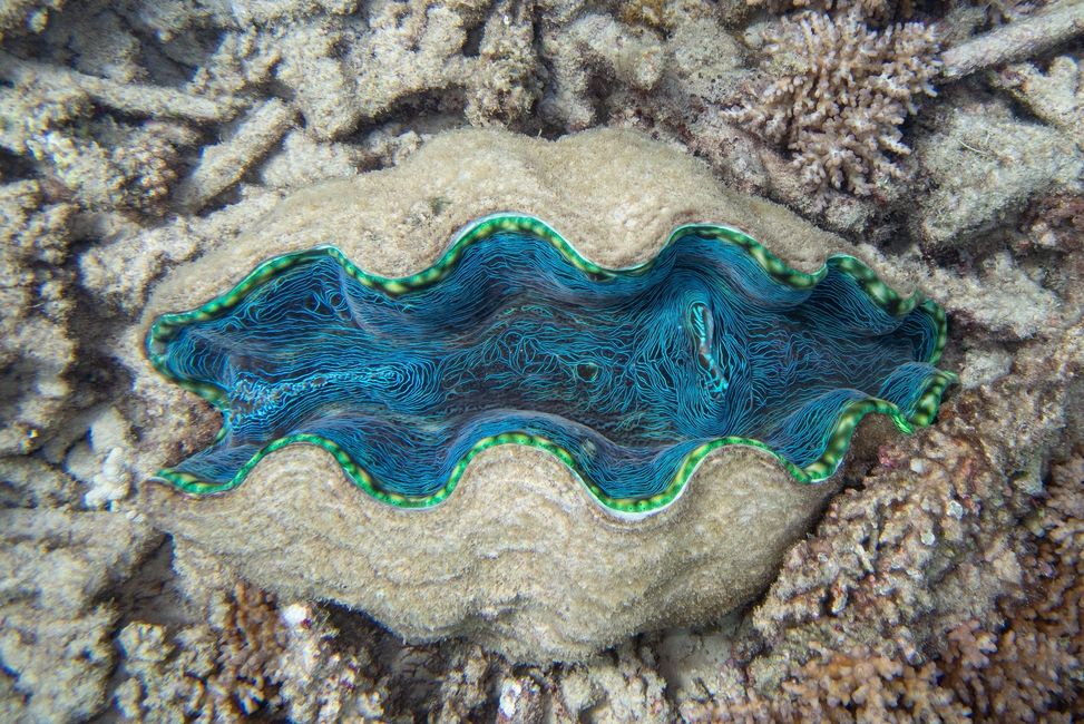 Mackay Reef | Great Barrier Reef