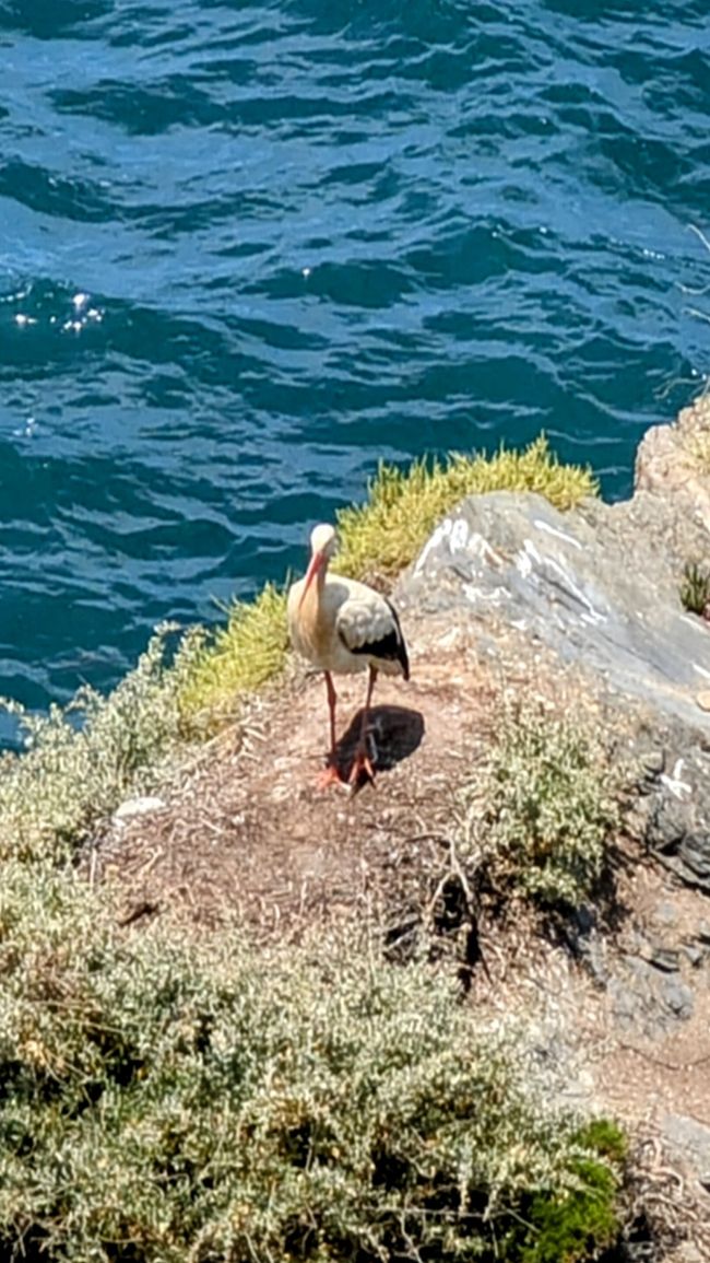 8. Etappe von Odeceixe nach Zambujeira do Mar
