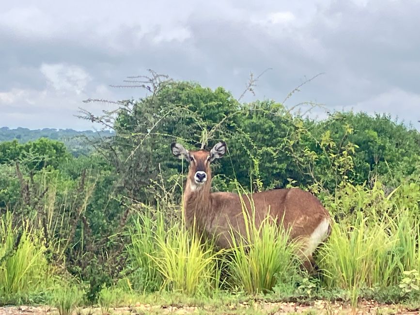 Nationalpark Murchison Falls