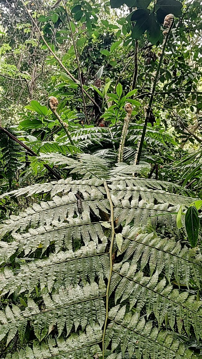 Brasil, Fortaleza Sendero del Bosque Tropical