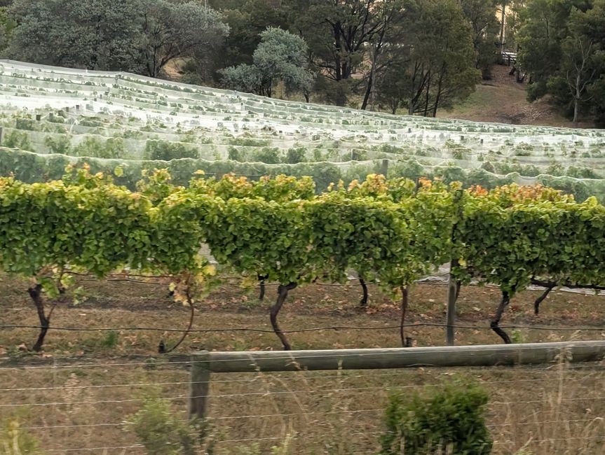 Excursión por las viñas