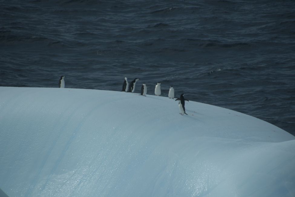 Zügelpinguine auf Eisberg / Chinstrap penguins on iceberg