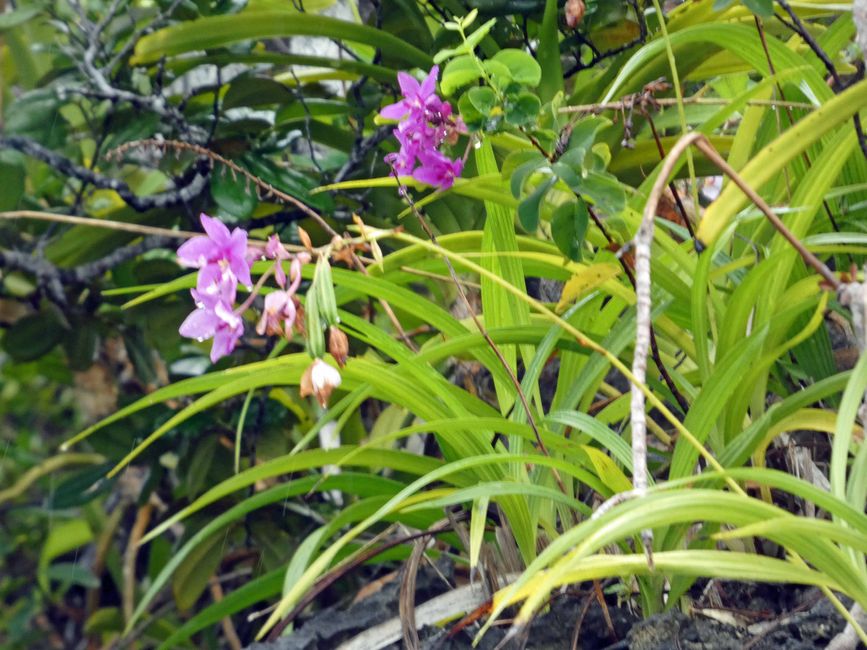 Misool, Nuova Guinea occidentale, Indonesia, escursione in Zodiac