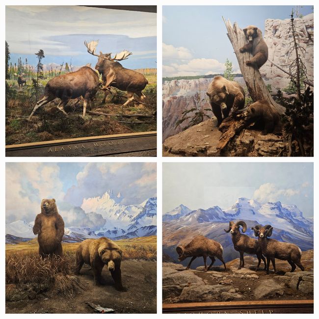 Amerikanische Tiere
