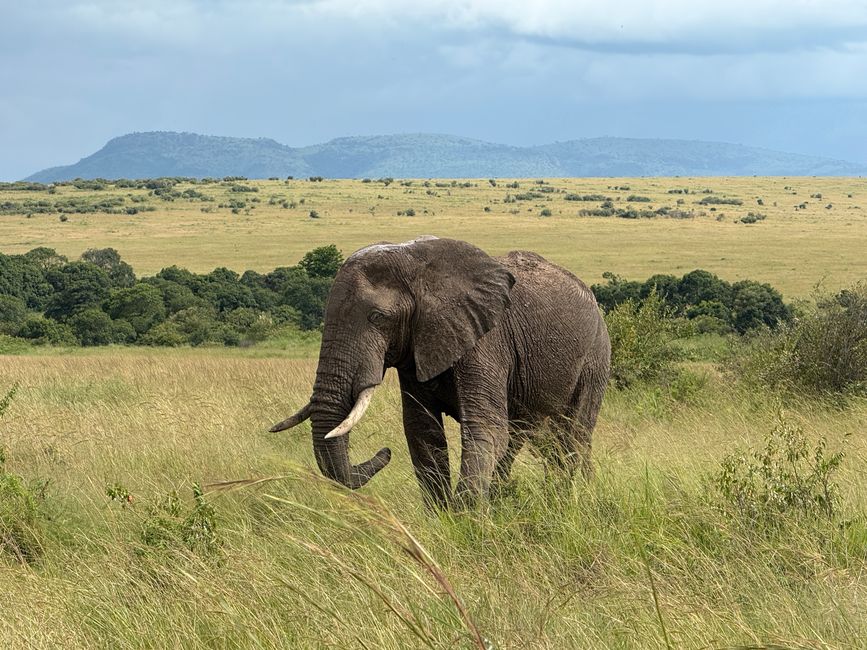 Jambo Kenia