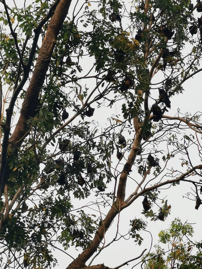 ... e nel parco moltissimi pipistrelli ...