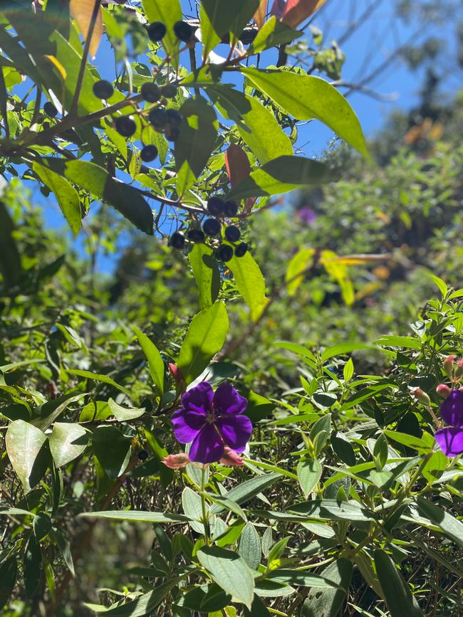 Monteverde