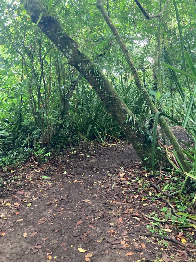 Tortuguero