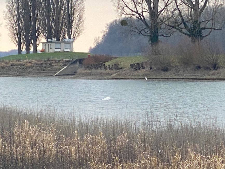 Es waren nur zwei Schwäne und ein Reiher im Wasser.