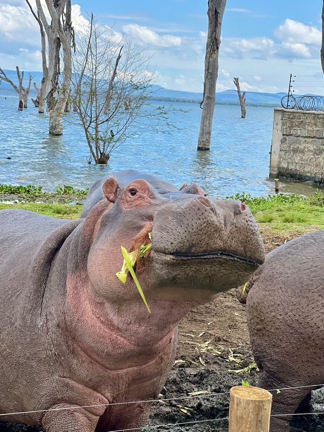 Flamingo tented camp at Lake Nakuru