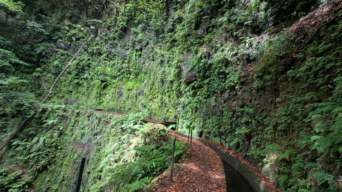 Tag 13: Levada da Ribeira da Janela & Nordwestküste