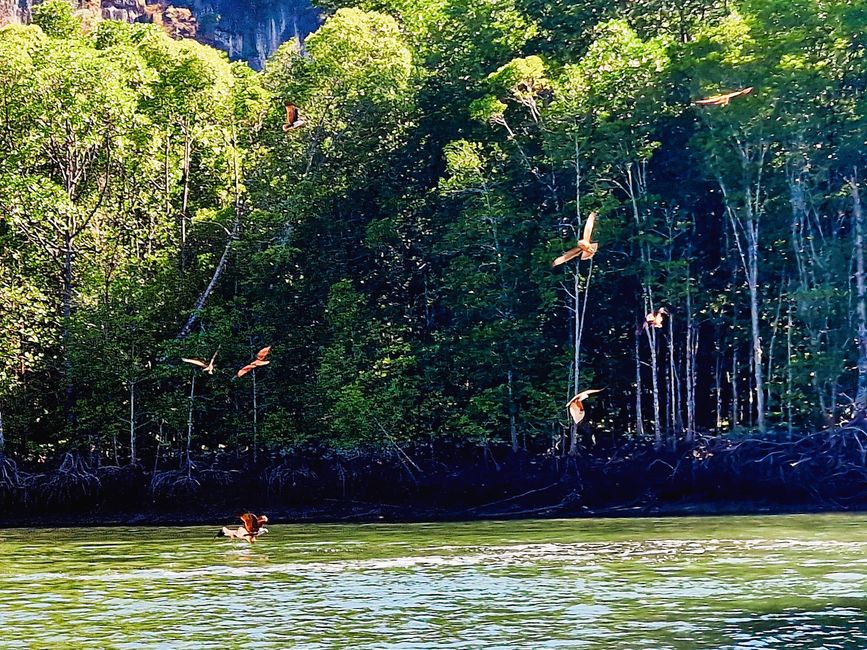 Kilim Forest Park
