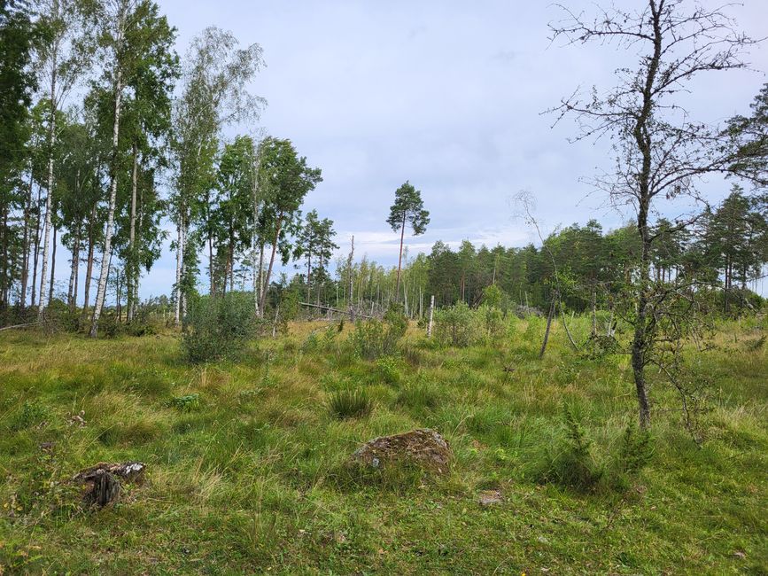Naturschutzgebiet am See Tåkern