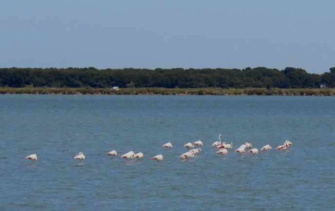 Flamencos desde la distancia