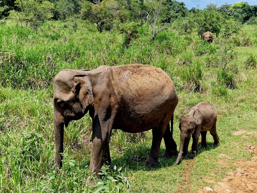 Hurulu Eco Park