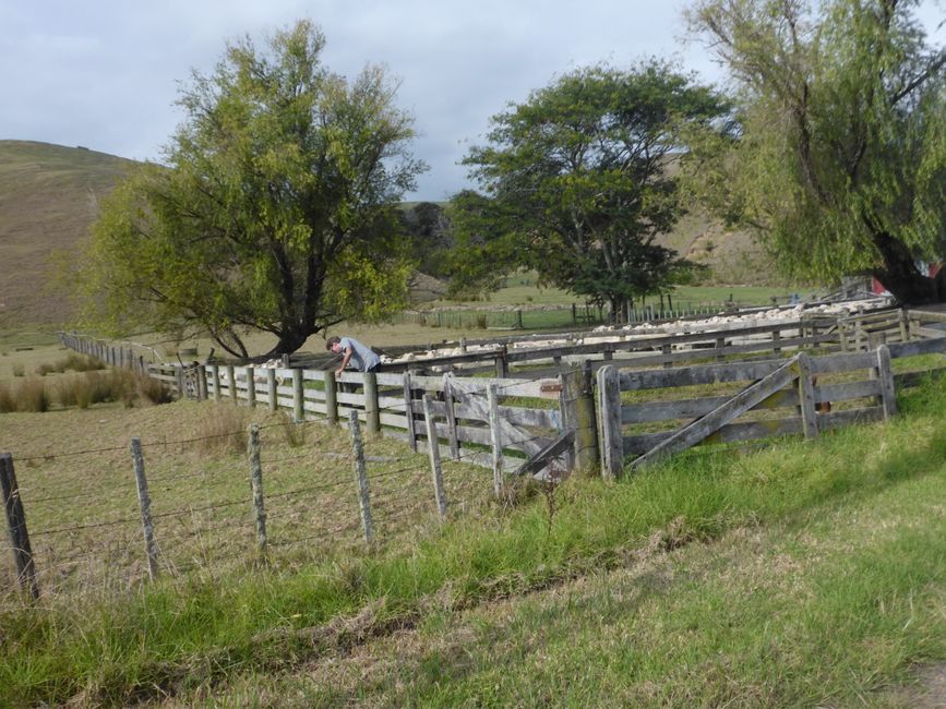 2025-04-15 Dargaville
