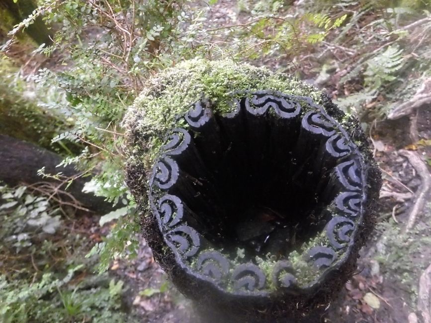 Fougère coupée 
