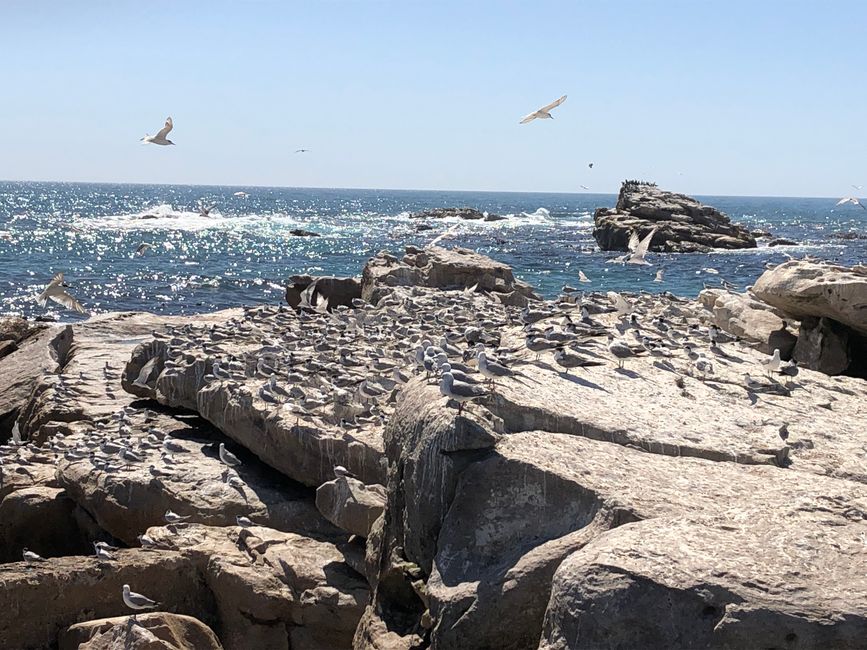 Bird Island - Möven