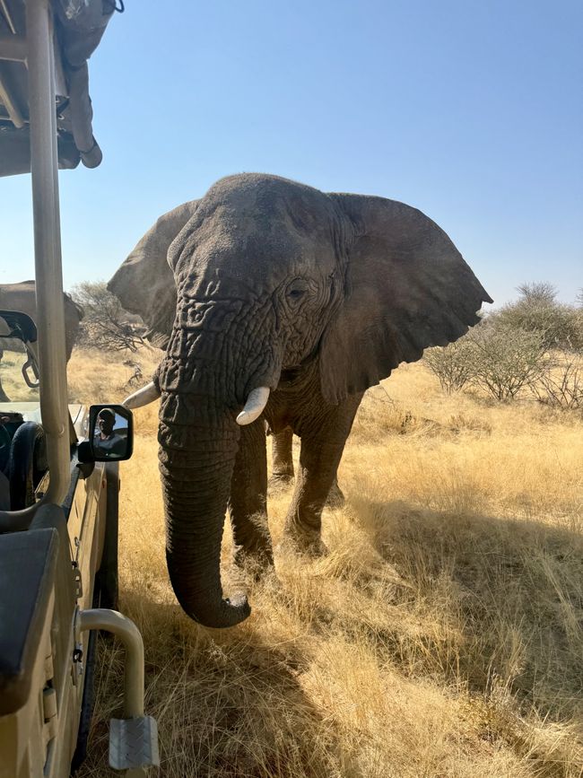 Namibia 2k25 🦓🏜️🐘