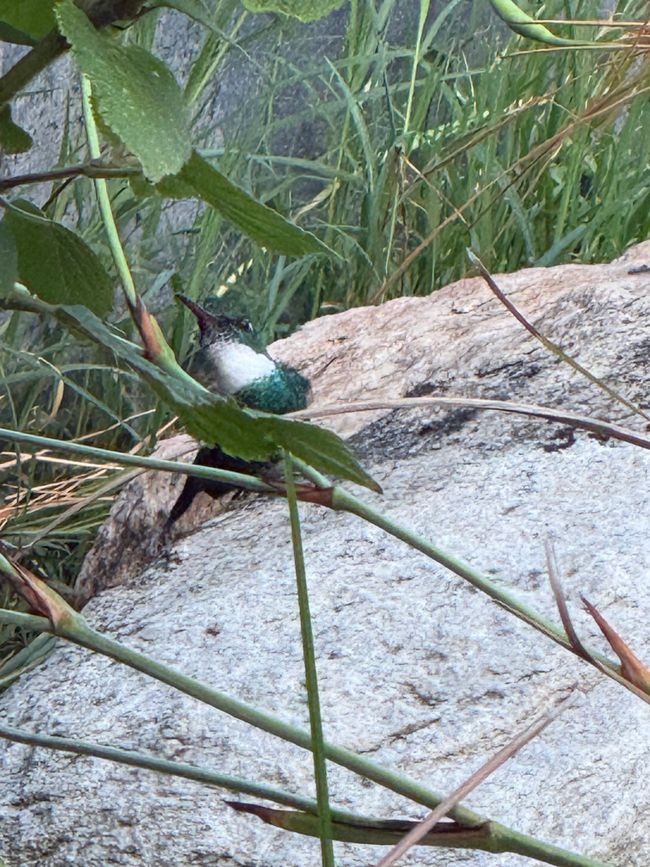 Die Kolibri Dusche