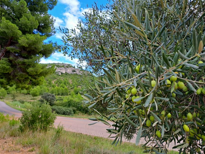 Les Alpilles