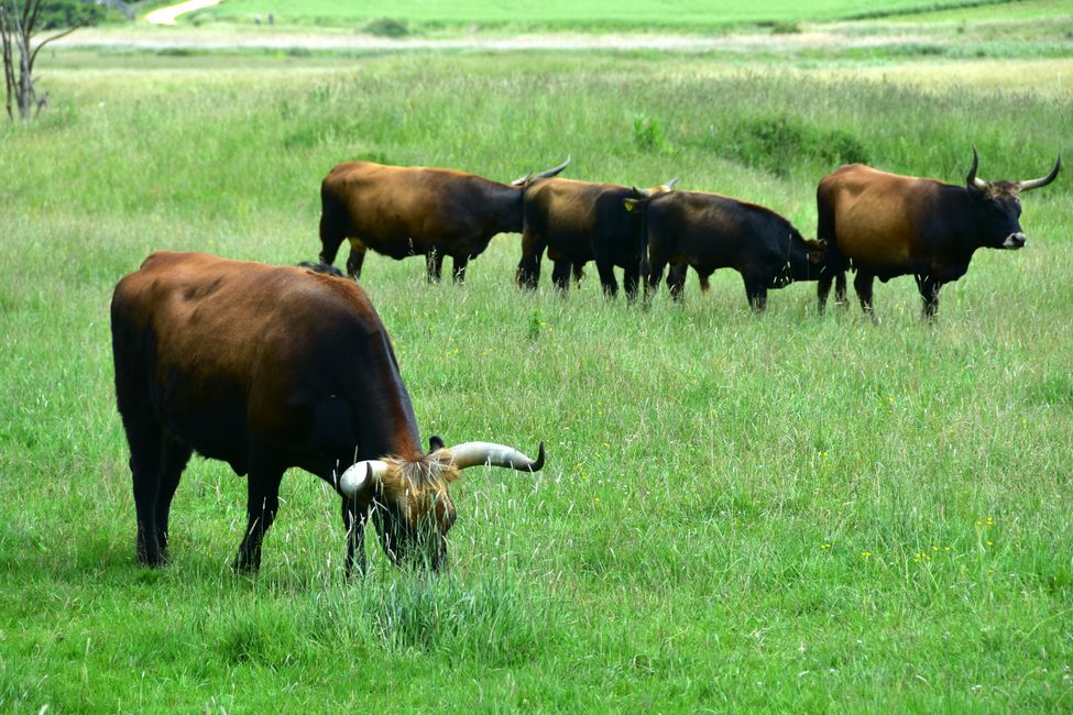 * * * S E C H T A S A F A R I - der Auerochsenweg
bei Bopfingen * * *