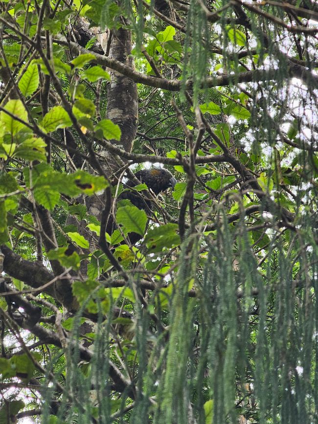 Kākā