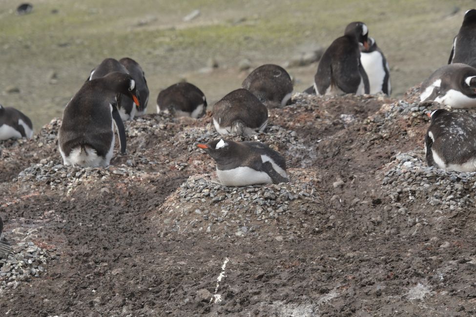 Eselspinguine / Gentoo penguins