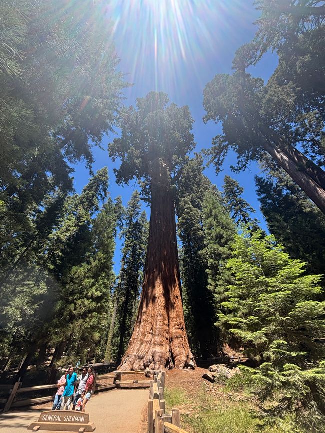 Etiqueta 10 - Gigantes del bosque 🌲