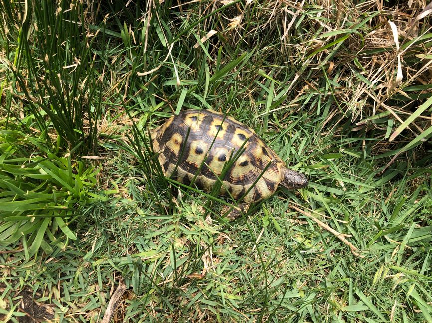 Schildkröten laufen hier frei rum