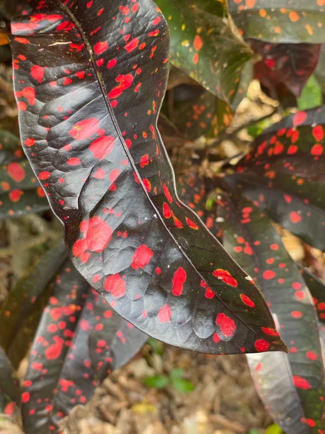 These colors....