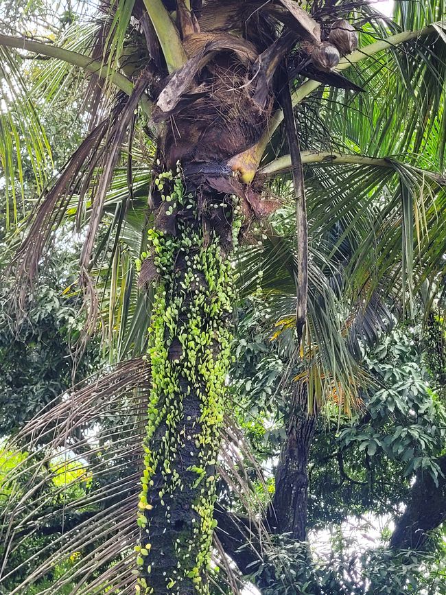 Tag 111/112 und 113 von 175: Kreuzfahrt rund um die Welt - Benoa/Bali und Seetag