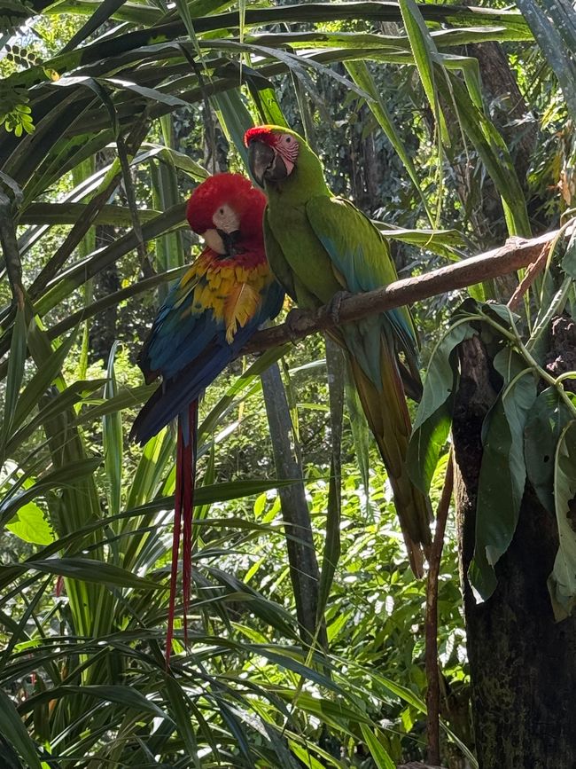 Das Pärchen: Hellroter und Grüner Ara